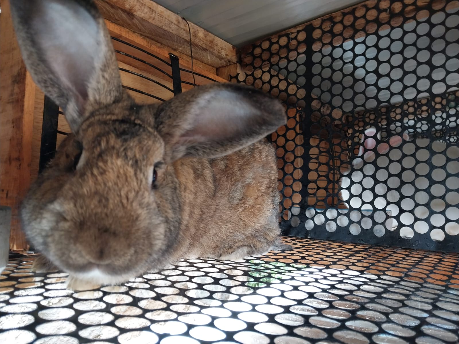rabbit floor mesh at Rabbit Crew Kenya