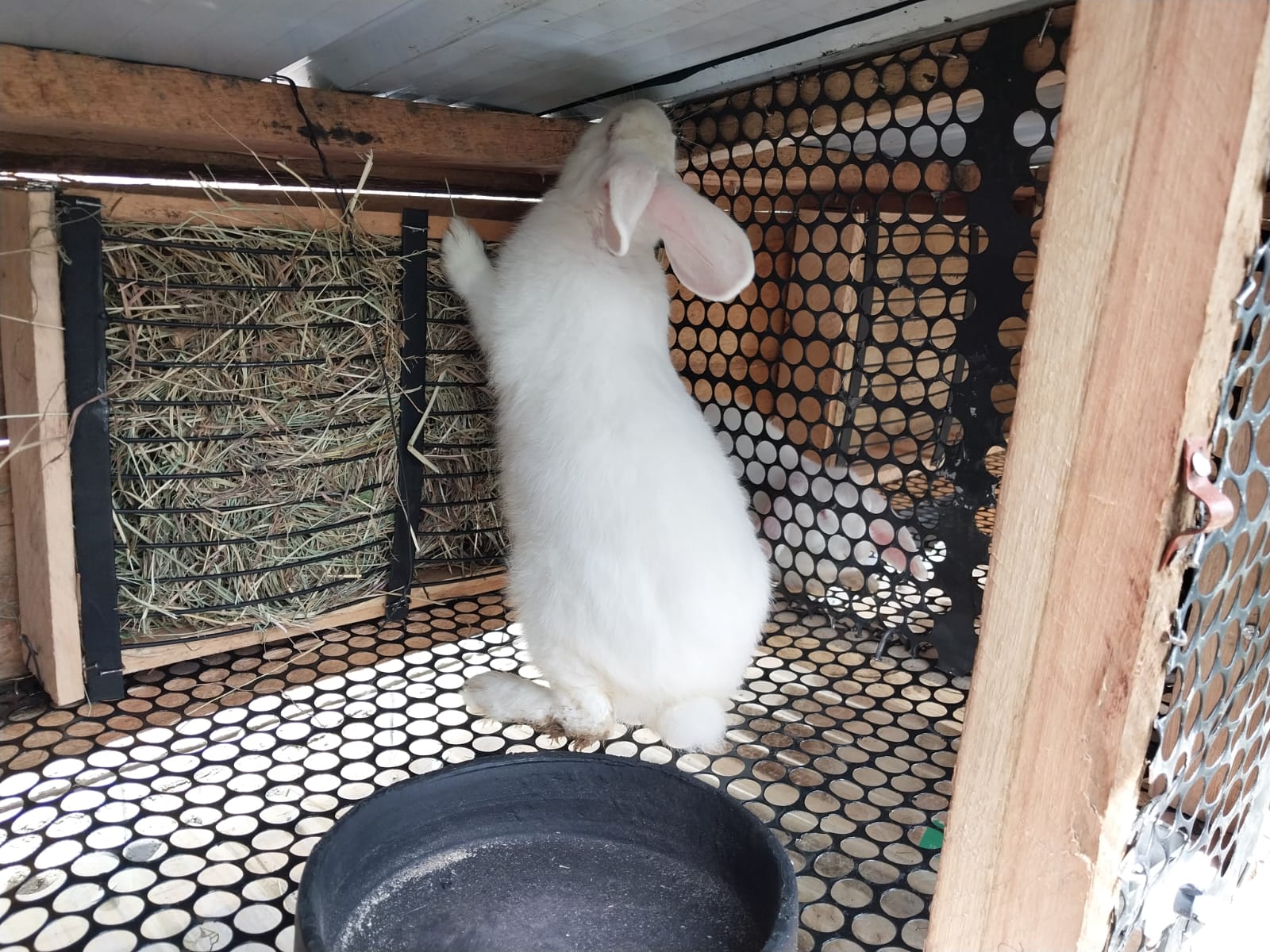 rabbit hay rack