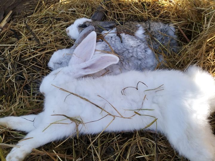 Top Reasons for Sudden Rabbit Deaths