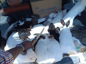 Rabbit Crew Kenya Slaughter Rabbits