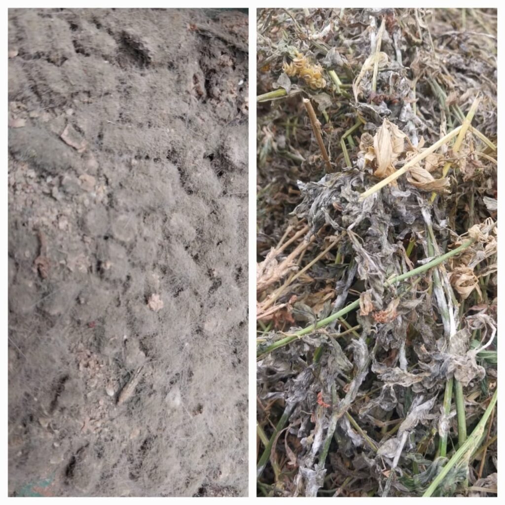 Protect Your Rabbits: How to Avoid Mould, Aflatoxins, and Digestive Issues in Feed